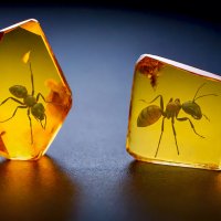 Янтарь с муравьём :: Aleksey Afonin