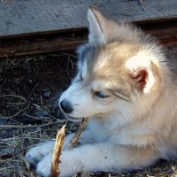 Шалунишка. :: nadyasilyuk Вознюк