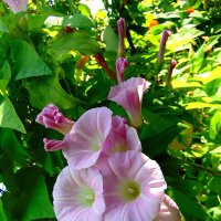 Вьюнок. :: nadyasilyuk Вознюк Вьюнок. :: nadyasilyuk Вознюк