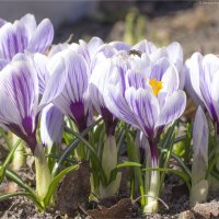 Мои милые крокусы :: Анастасия Северюхина