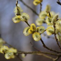 Апрель :: краснов юрий Апрель :: краснов юрий