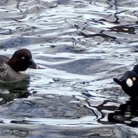 Гоголи :: Сапсан 