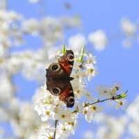 снятые сегодня бабочки 1 :: Александр Прокудин снятые сегодня бабочки 1 :: Александр Прокудин