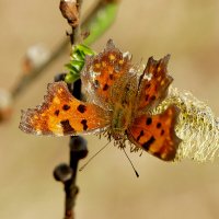 снятые сегодня бабочки 3 :: Александр Прокудин