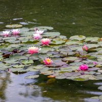 Парк Галицкого. Краснодар :: Андрей Lyz