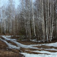 Весна в берёзовом лесу :: Нэля Лысенко