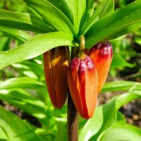 Ранний расцвет рябчиков. :: Милешкин Владимир Алексеевич Ранний расцвет рябчиков. :: Милешкин Владимир Алексеевич