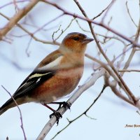 Зяблик. :: Восковых Анна Васильевна Зяблик. :: Восковых Анна Васильевна