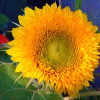 Подсолнух. :: nadyasilyuk Вознюк Подсолнух. :: nadyasilyuk Вознюк