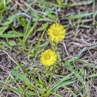 Апрельские :: Валерий Иванович