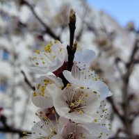 Зацвело. :: Александр Кондаков