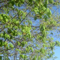 Весеннее небо :: Елена Семигина