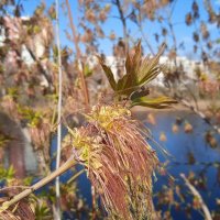 Ах, апрель ! :: Елена Шаламова