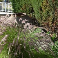 Колоски :: Oleg4618 Шутченко