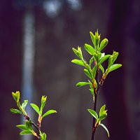 Веточки :: Владимир Кроливец Веточки :: Владимир Кроливец