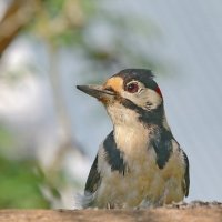 на кормушке :: Andrey Bragin 