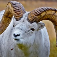 Баран Далла :: Aleksey Afonin