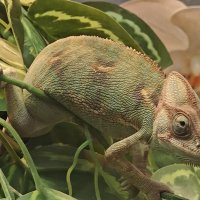 Хамелеон :: <<< Наташа >>>