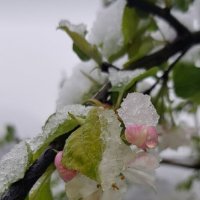 Причуды апреля :: Tata Wolf Причуды апреля :: Tata Wolf