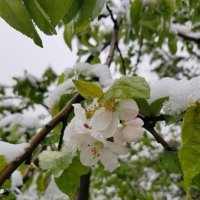 Причуды апреля :: Tata Wolf