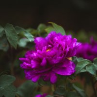 Сезон пионов :: Дмитрий Сезон пионов :: Дмитрий