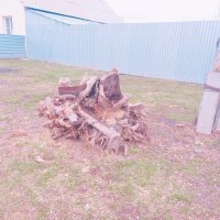 Странный пень. :: Игорь Солдаткин