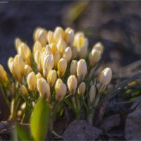 Вечерний свет :: Анастасия Северюхина