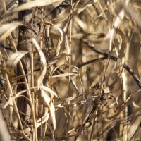 Эта трава мне нравится :: Анастасия Северюхина Эта трава мне нравится :: Анастасия Северюхина