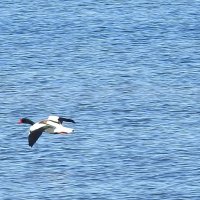 весна :: ИННА ПОРОХОВА