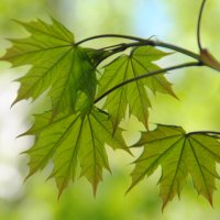 Ветка клёна :: lyudmila Курлова