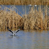 из снятого сегодня  1 :: Александр Прокудин
