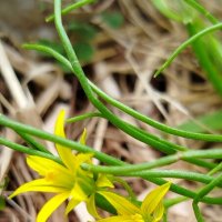 Гусиный лук :: светлана льдокова