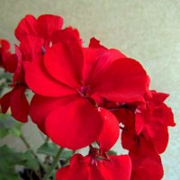 Герань :: Сергей Карачин Герань :: Сергей Карачин