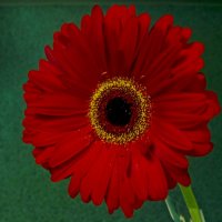 Гербера :: Сергей Карачин Гербера :: Сергей Карачин