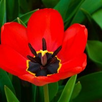 Городские цветы :: Милешкин Владимир Алексеевич 