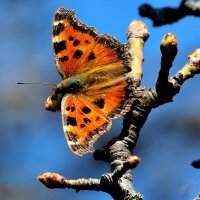 Бабочка Крапивница. Первая бабочка этой весны в моём саду. :: Восковых Анна Васильевна Бабочка Крапивница. Первая бабочка этой весны в моём саду. :: Восковых Анна Васильевна