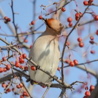 Свиристель. :: Виктор Иванович Чернюк Свиристель. :: Виктор Иванович Чернюк