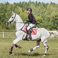 Конкур :: SanSan 