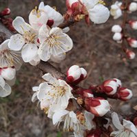 Апрель ! :: Елена Шаламова