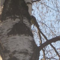 Синичка на берёзе :: Дмитрий Никитин Синичка на берёзе :: Дмитрий Никитин