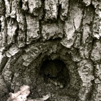 *** :: Валентина Береснева