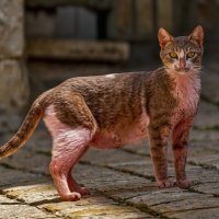 lilac point Felis catus :: Shmual & Vika Retro lilac point Felis catus :: Shmual & Vika Retro