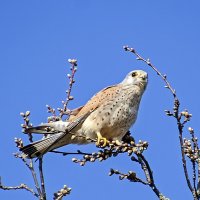 Пустельга :: Андроник Александр 