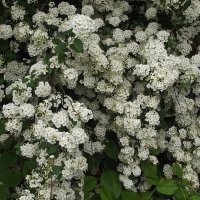 Спирея :: Freddy 97