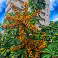 ШЕФФЛЕРА :: Анатолий Малобродский