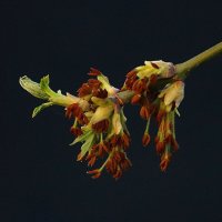 Весна :: Леонид leo