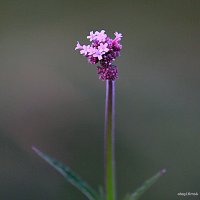 они на радость нам даны :: Олег Лукьянов они на радость нам даны :: Олег Лукьянов