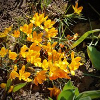 Солнечный апрель :: Светлана 