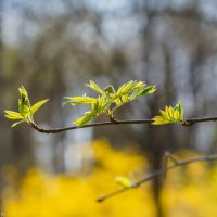 Пробуждение... :: Владимир Жданов