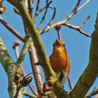 зарянка или малиновка :: gawrilа - dan